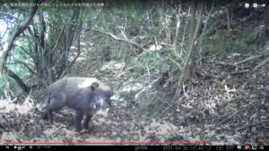 【山口】飼育されている豚やイノシシを対象にワクチン接種