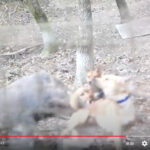 猟犬がイノシシにやられる瞬間の貴重な映像をご紹介
