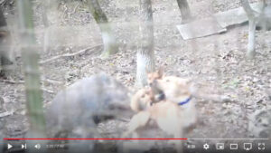 猟犬がイノシシにやられる瞬間の貴重な映像をご紹介
