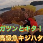 お魚屋さんに並んでない魚は釣るに限る!高級魚キジハタ2連発!
