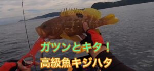 お魚屋さんに並んでない魚は釣るに限る!高級魚キジハタ2連発!