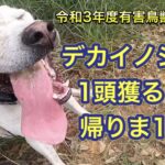 ウリボーや小さなイノシシが出まくって、そこら中に臭いがある中、ピンポイントでデカイノシシを狙う！