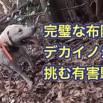 源義経の一ノ谷の戦いに出てくる“鵯越の逆落とし”を彷彿とさせる崖の上から猟犬が、デカイノシシへアタック!!!