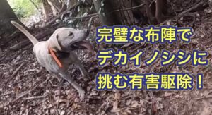 源義経の一ノ谷の戦いに出てくる“鵯越の逆落とし”を彷彿とさせる崖の上から猟犬が、デカイノシシへアタック！！！