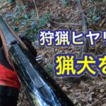 猟犬カシンが目の前でイノシシを起こした。飛ばす方向へ予測して近づいたところ茶色い動く動物が?!