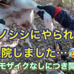 カシンがイノシシにやられて入院してしまいました…