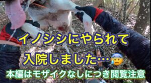 カシンがイノシシにやられて入院してしまいました…