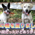 猟犬見習いタイガーは虹の橋を渡りました。短い間だったけどありがとう！