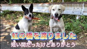 猟犬見習いタイガーは虹の橋を渡りました。短い間だったけどありがとう!