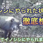 こうして猟犬カシンは最凶イノシシにやられました…。