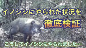 こうして猟犬カシンは最凶イノシシにやられました…。