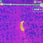 サーマルカメラを搭載したドローンを飛行させて、上空から畑を歩くイノシシの撮影に成功!