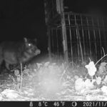 初めての箱罠にトレイルカメラを設置をしたら、美味しそうなイノシシが映っていた件