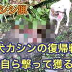 イノシシにやられたケガからの復帰戦は、親方自ら撃って獲るという奇跡!