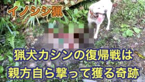 イノシシにやられたケガからの復帰戦は、親方自ら撃って獲るという奇跡!