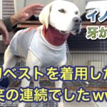 イノシシの牙から守るために、防刃ベスト(強化版スペクトラベスト)を着用する選択をしました。