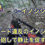 イノシシがガチで走るとこんなに速い!トップスピードのイノシシに3発撃ち込んだ結果…