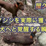 屋久島犬の若犬がイノシシを咥えることで猟犬へと覚醒する瞬間
