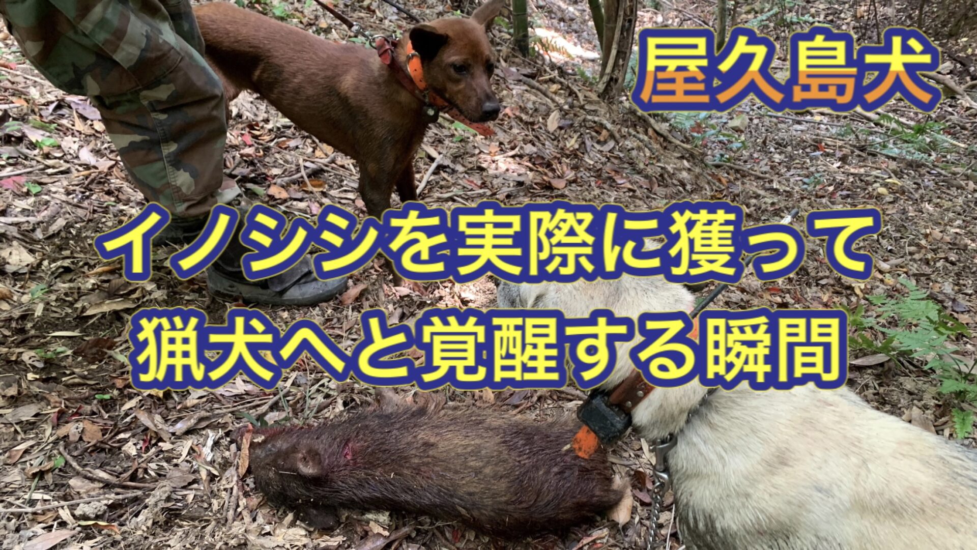 屋久島犬の若犬がイノシシを咥えることで猟犬へと覚醒する瞬間