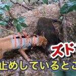 鳴き止めの3頭の猟犬がイノシシに珍しく咬み止めしていたところを射獲