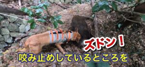 鳴き止めの3頭の猟犬がイノシシに珍しく咬み止めしていたところを射獲