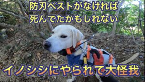 【過去最悪の大怪我】防刃ベストがなかったら、死んでいたかもしれません。。。