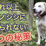 もうこれ以上イノシシにやられて欲しくない!準備した3つ秘策はコレだ!