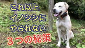 もうこれ以上イノシシにやられて欲しくない！準備した3つ秘策はコレだ！