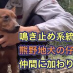 鳴き止め系の熊野地犬の猟犬の仔犬が新しく仲間になりました。