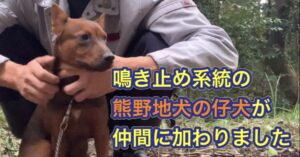 鳴き止め系の熊野地犬の猟犬の仔犬が新しく仲間になりました。