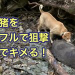 大学の元射撃部の名手がイノシシをライフルで一撃！一方、新米猟師よりよりは3発撃ち込んだ結果…