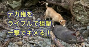 大学の元射撃部の名手がイノシシをライフルで一撃!一方、新米猟師よりよりは3発撃ち込んだ結果…