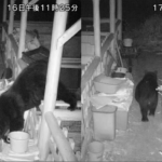 侵入するクマの姿撮影 5日連続の出没 猟友会「大きくて危険な個体」
