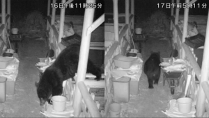 侵入するクマの姿撮影 5日連続の出没 猟友会「大きくて危険な個体」