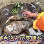 たとえ猟犬がやられても、僕らがケガをしても、山の神様への感謝は忘れない