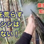 農家さんからの依頼で、畑を荒らすイノシシを駆除しに行きました。