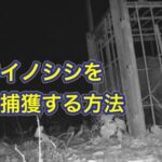 箱罠でイノシシを確実に捕獲する方法〜こうして初心者の僕でも獲ることができました〜