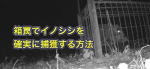 箱罠でイノシシを確実に捕獲する方法〜こうして初心者の僕でも獲ることができました〜