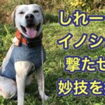 大怪我からの復帰戦で猟犬カシンがしれーっとイノシシを撃たせる妙技