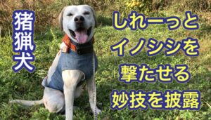 大怪我からの復帰戦で猟犬カシンがしれーっとイノシシを撃たせる妙技