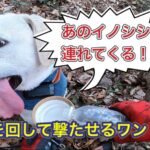 イノシシをハンターまで連れてくる猟犬カシンの大怪我からの復帰第２戦目