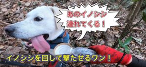 イノシシをハンターまで連れてくる猟犬カシンの大怪我からの復帰第2戦目