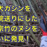 孟宗竹のヌシ巨猪をついに発見!猟犬カシンを病院送りにした仇を親方自らが討つ!