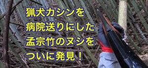 孟宗竹のヌシ巨猪をついに発見!猟犬カシンを病院送りにした仇を親方自らが討つ!