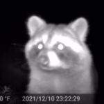 特定外来種に指定されているアライグマが保護されており、捕獲できません。