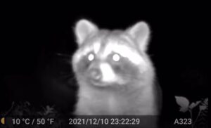 特定外来種に指定されているアライグマが保護されており、捕獲できません。