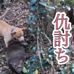 猟犬カシンを病院送りにした猟場でリベンジを果たす！