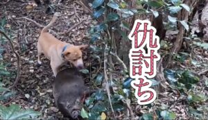 猟犬カシンを病院送りにした猟場でリベンジを果たす!