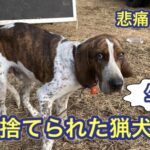 猟師が使えなくなった猟犬(ハウンド)を捨てて保護した方の生の声