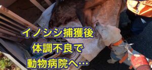 猟犬カシンがイノシシを捕獲後、体調不良により有害鳥獣駆除を中止。